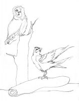 Owl and Raven